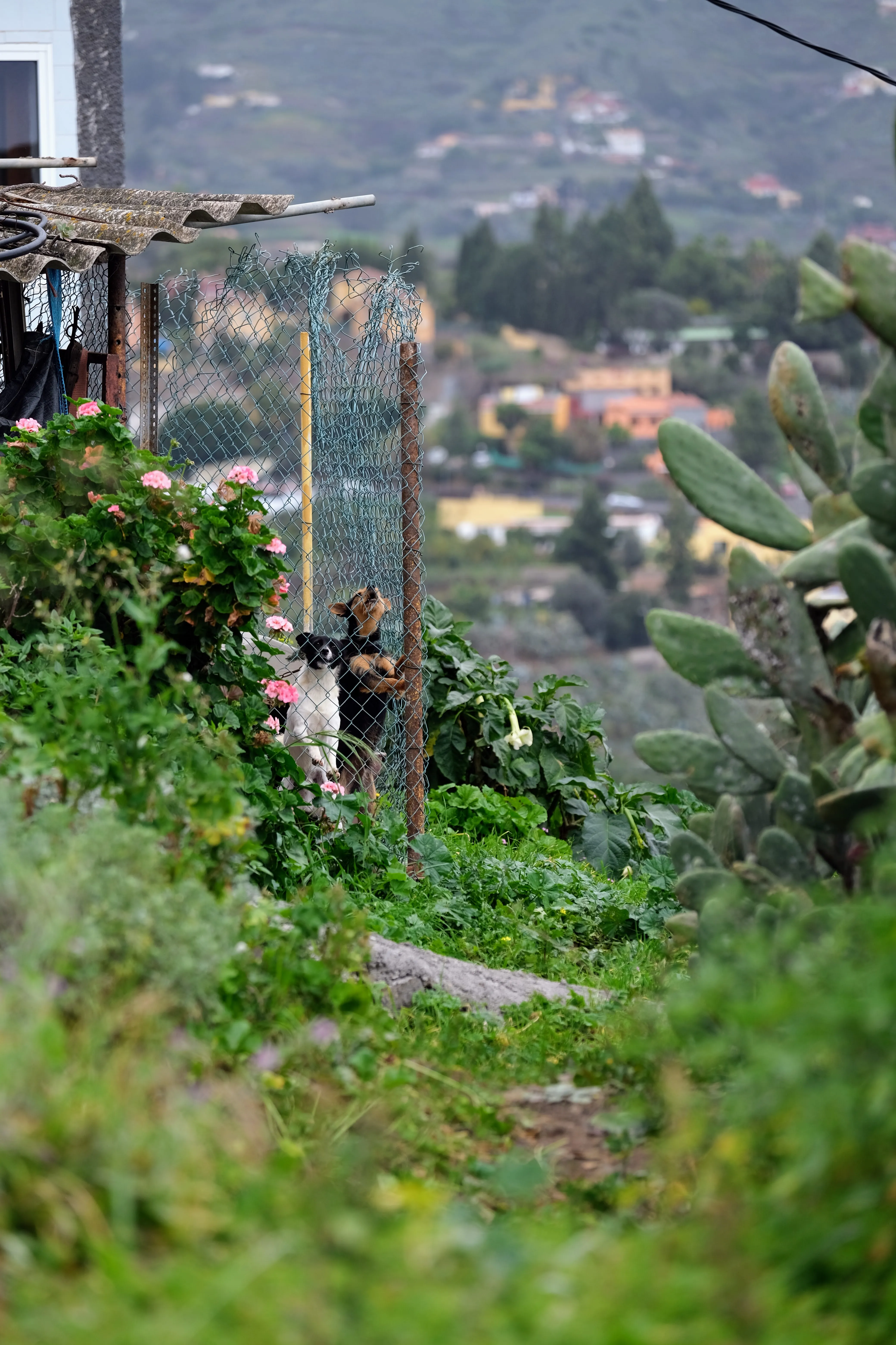 Framed by cacti and lush vegetation, two dogs are barking behind a chainlink fence