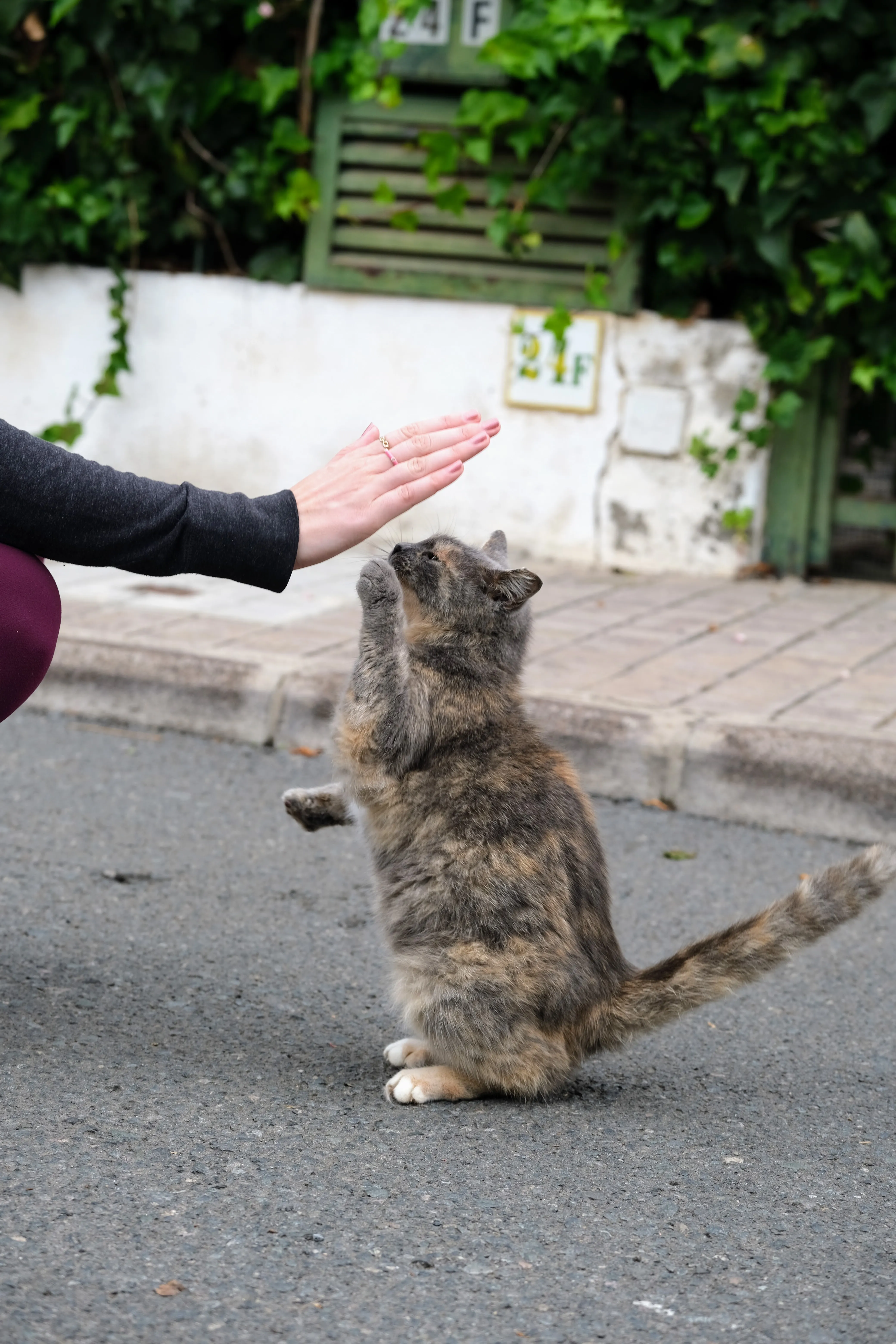 A grey-brown cat stands on her hind legs and reaches up with one paw towards a human hand in a gesture that looks like a high five