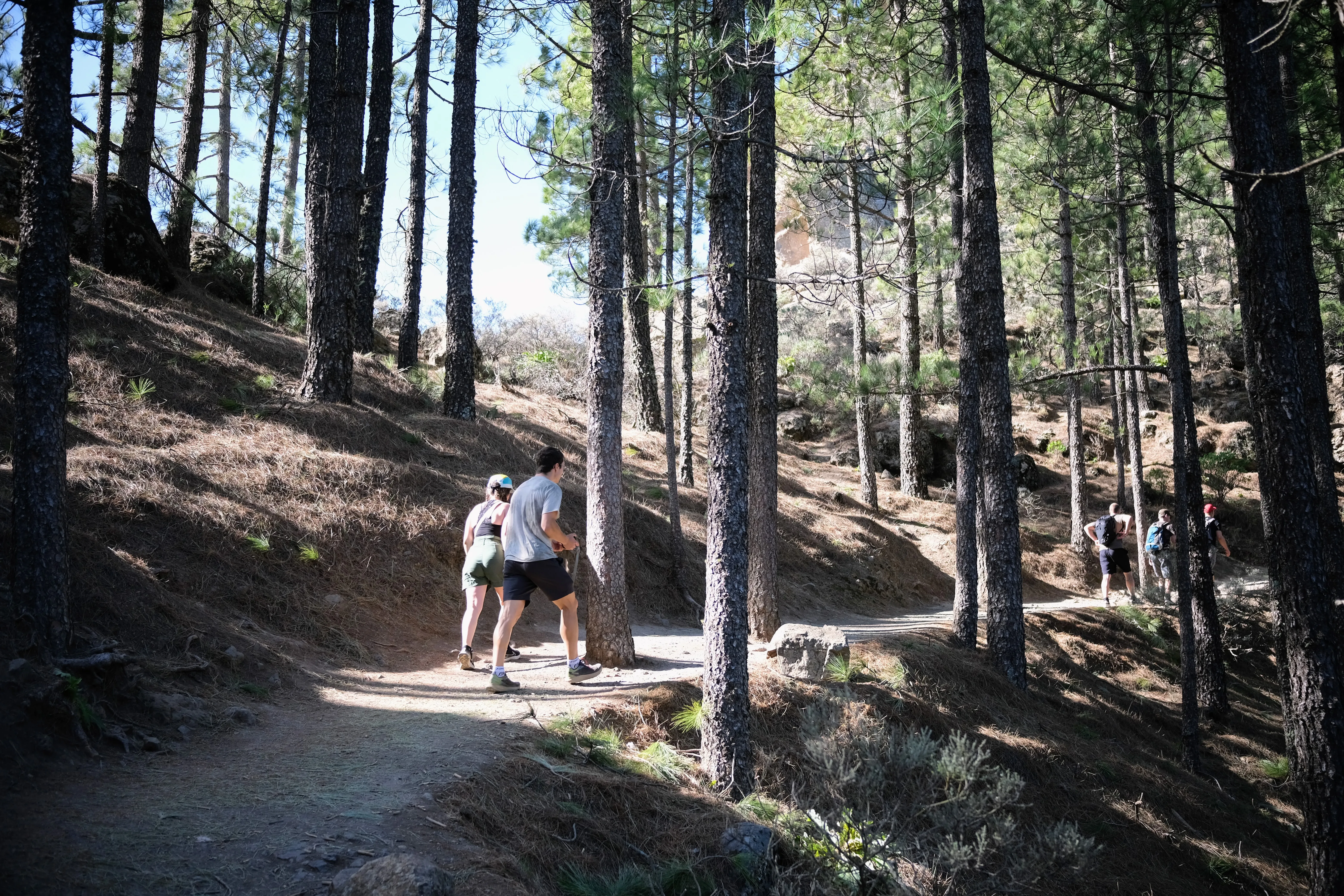 Mat and Iris walk through a dry, sun-flooded pine forest.